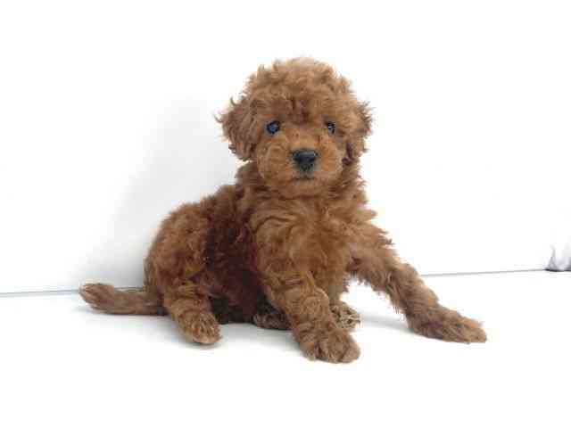 兵庫県のトイプードル(トイ) (ひごペットフレンドリーイオンタウン加古川店/2025年12月20日生まれ/女の子/レッド)の子犬の3枚目の画像