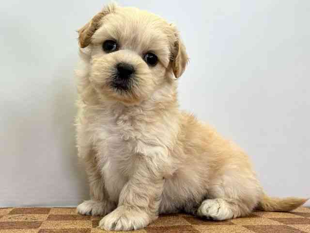 愛媛県のペキプー(ペキニーズ×プードル) (ひごペットフレンドリーエミフルMASAKI店/2025年12月22日生まれ/男の子/クリーム)の子犬の3枚目の画像