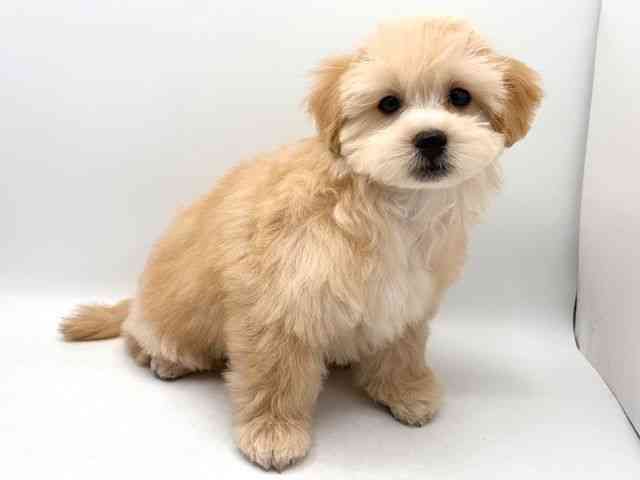 奈良県のペキプー(ペキニーズ×プードル) (ひごペットフレンドリー田原本店/2025年12月22日生まれ/男の子/クリーム)の子犬の3枚目の画像