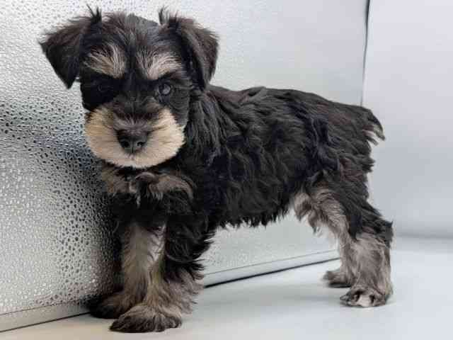 香川県のミニチュアシュナウザー (ひごペットフレンドリーゆめタウン高松店/2025年12月22日生まれ/女の子/ブラックシルバー)の子犬の3枚目の画像