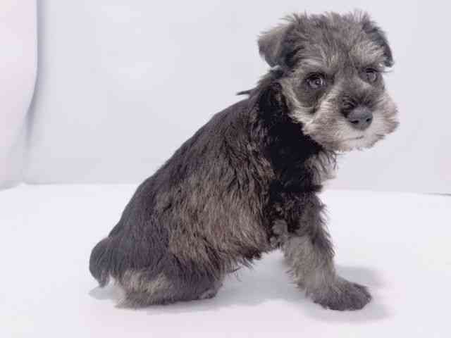 大阪府のミニチュアシュナウザー (ひごペットフレンドリーイズミヤショッピングセンター千里丘店/2025年12月22日生まれ/男の子/ソルトペッパー)の子犬の3枚目の画像