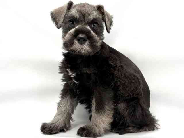 大阪府のミニチュアシュナウザー (ひごペットフレンドリー東淀川店/2025年12月22日生まれ/男の子/ソルトペッパー)の子犬の3枚目の画像