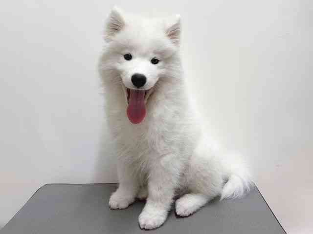 奈良県のサモエド (ひごペットフレンドリー田原本店/2025年12月20日生まれ/男の子/ホワイト)の子犬の3枚目の画像
