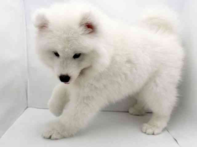 兵庫県のサモエド (ひごペットフレンドリークラウンパーク伊丹店/2025年12月20日生まれ/男の子/ホワイト)の子犬の3枚目の画像