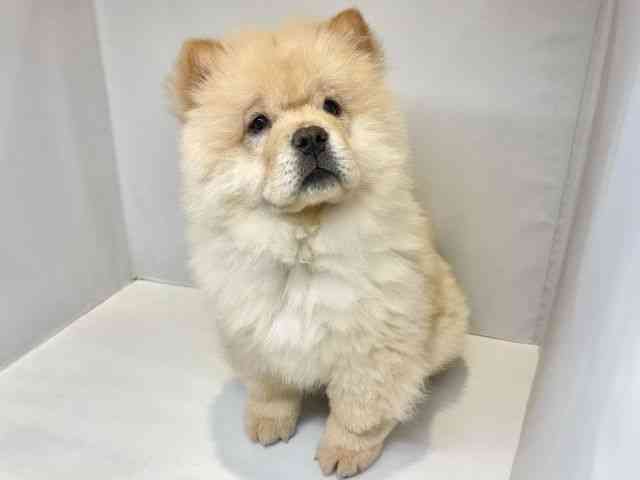 大阪府のチャウチャウ (ひごペットフレンドリーセブンパーク天美店/2025年12月21日生まれ/女の子/クリーム)の子犬の3枚目の画像