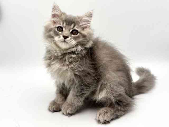 大阪府のマンチカン (ひごペットフレンドリーみのおキューズモール店/2025年12月8日生まれ/男の子/ブルータビーホワイト)の子猫の3枚目の画像