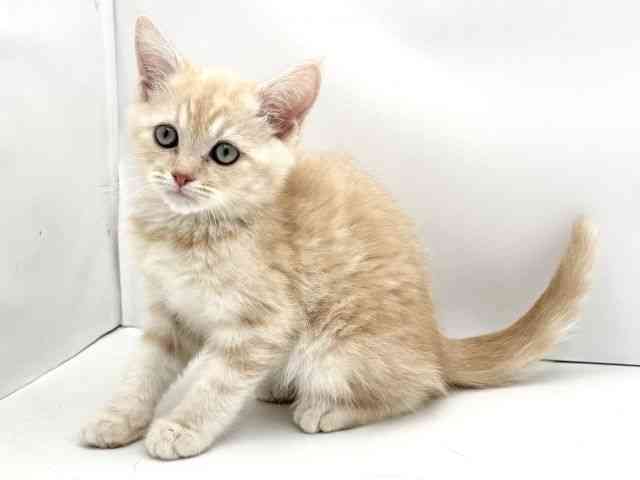 兵庫県のマンチカン (ひごペットフレンドリークラウンパーク伊丹店/2025年12月20日生まれ/男の子/クリームタビーホワイト)の子猫の3枚目の画像