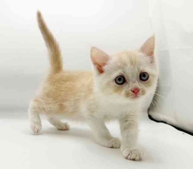 兵庫県のマンチカン (ひごペットフレンドリーコロワ甲子園店/2025年12月20日生まれ/女の子/クリームタビーホワイト)の子猫の3枚目の画像