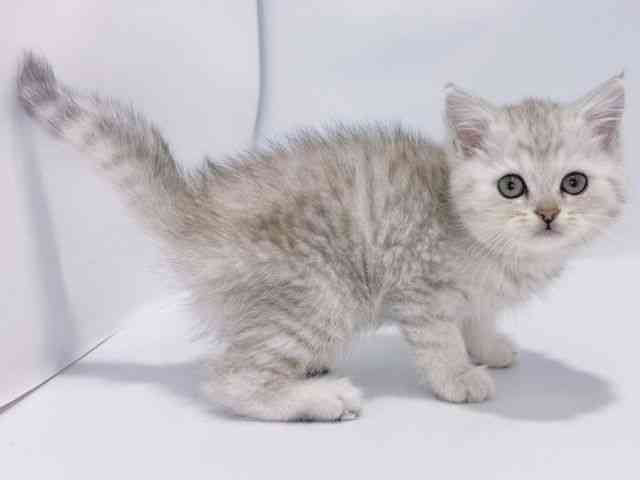 大阪府のミヌエット (ひごペットフレンドリーイズミヤショッピングセンター千里丘店/2025年12月15日生まれ/女の子/シルバータビーホワイト)の子猫の3枚目の画像