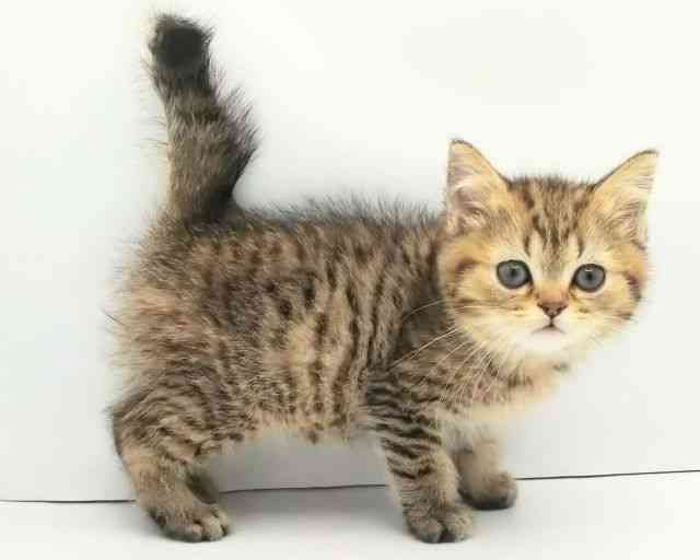 兵庫県のミヌエット (ひごペットフレンドリークラウンパーク伊丹店/2025年12月15日生まれ/男の子/ブラウンタビー)の子猫の3枚目の画像