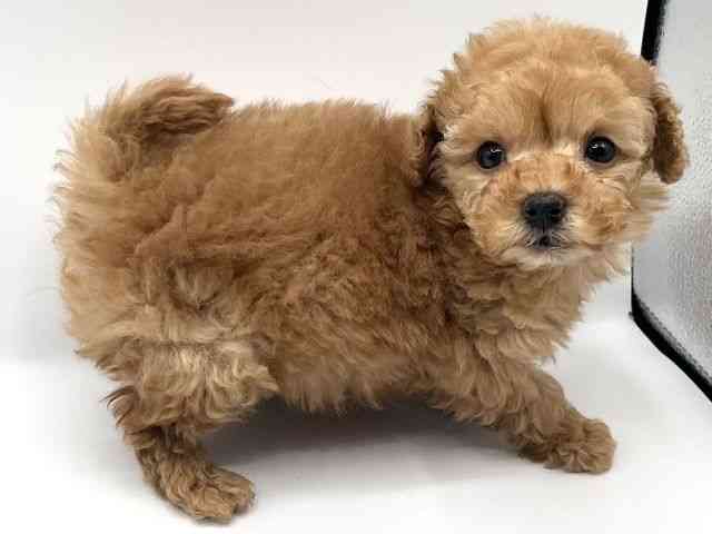 京都府のトイプードル(トイ) (ひごペットフレンドリーイオンモール高の原店/2025年12月21日生まれ/男の子/アプリコット)の子犬の3枚目の画像