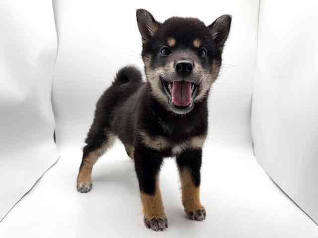 奈良県の柴犬(標準サイズ) (ひごペットフレンドリー田原本店/2025年12月19日生まれ/男の子/黒)の子犬の3枚目の画像