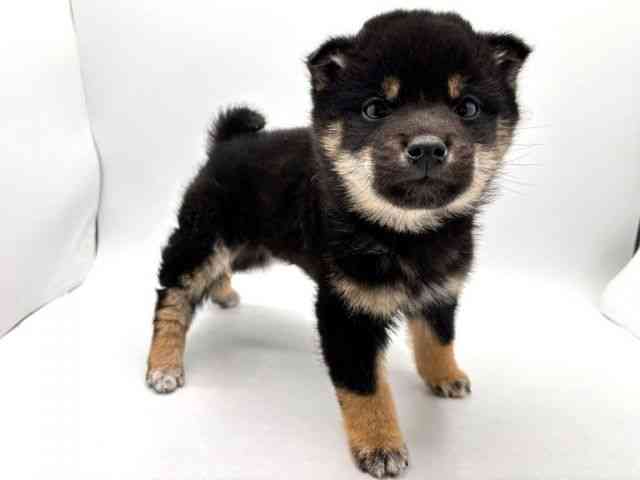 奈良県の柴犬(標準サイズ) (ひごペットフレンドリー田原本店/2025年12月19日生まれ/男の子/黒)の子犬の3枚目の画像