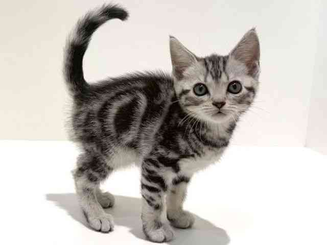 大阪府のアメリカンショートヘアー (ひごペットフレンドリーイオン高槻店/2025年12月20日生まれ/女の子/シルバータビー)の子猫の3枚目の画像