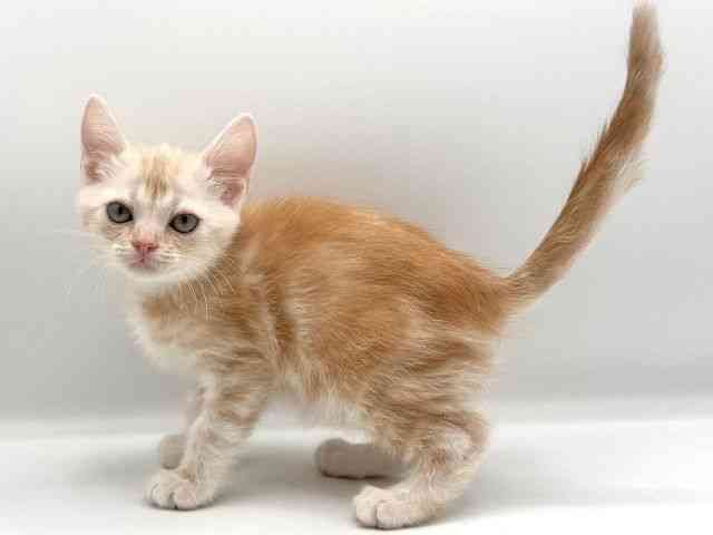 愛知県のアメリカンショートヘアー (ひごペットフレンドリープライムツリー赤池店/2025年12月20日生まれ/男の子/レッドタビー)の子猫の3枚目の画像