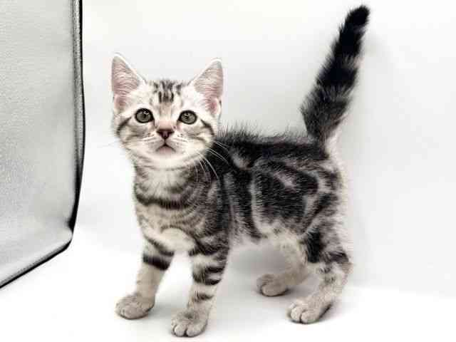 京都府のアメリカンショートヘアー (ひごペットフレンドリーイオンモール高の原店/2025年12月20日生まれ/男の子/シルバータビー)の子猫の3枚目の画像