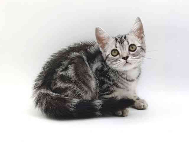 大阪府のアメリカンショートヘアー (ひごペットフレンドリー泉ヶ丘店/2025年12月20日生まれ/女の子/シルバータビー)の子猫の3枚目の画像