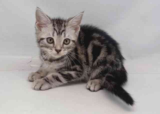 鳥取県のアメリカンショートヘアー (ひごペットフレンドリーイオンモール鳥取北店/2025年12月21日生まれ/男の子/シルバータビー)の子猫の3枚目の画像