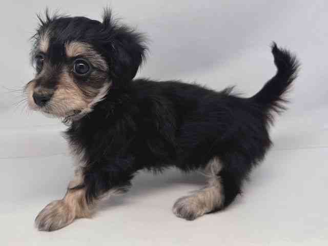 鳥取県のマルックス(マルチーズ×ダックス) (ひごペットフレンドリーイオンモール鳥取北店/2025年12月22日生まれ/女の子/ブラックホワイト)の子犬の3枚目の画像