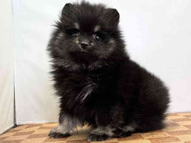 愛媛県のポメラニアン (ひごペットフレンドリーエミフルMASAKI店/2025年12月20日生まれ/女の子/ブラックタン)の子犬の3枚目の画像
