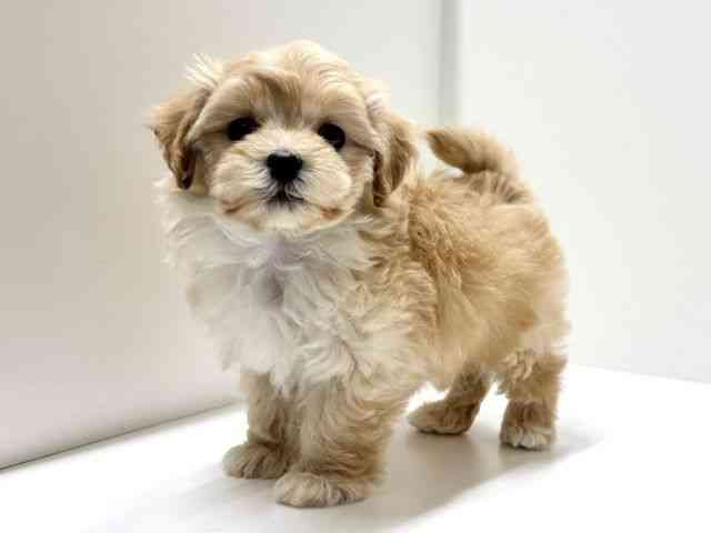 愛知県のマルプー(マルチーズ×プードル) (ひごペットフレンドリーららぽーと名古屋みなとアクルス店/2025年12月21日生まれ/女の子/クリーム)の子犬の3枚目の画像