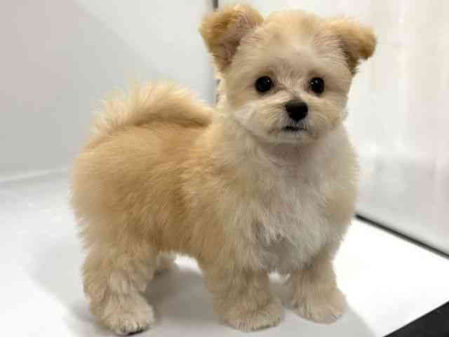 京都府のマルプー(マルチーズ×プードル) (ひごペットフレンドリー京都店/2025年12月21日生まれ/女の子/クリーム)の子犬の3枚目の画像