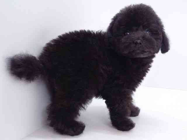 大阪府のトイプードル(トイ) (ひごペットフレンドリーいこらもーる泉佐野店/2025年12月22日生まれ/男の子/ブラック)の子犬の3枚目の画像