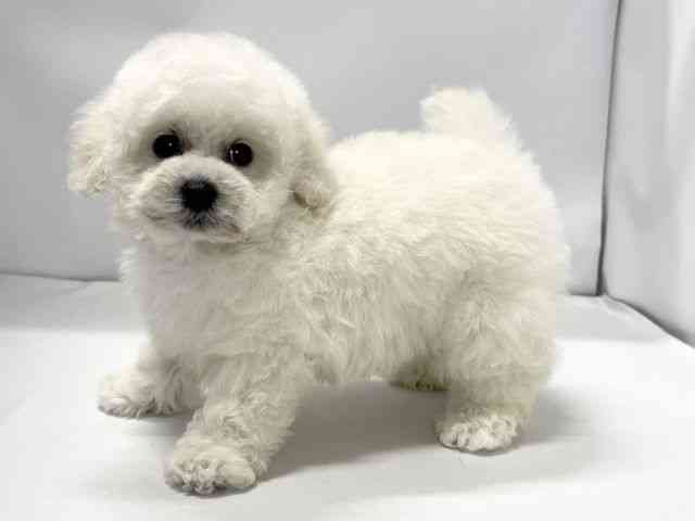 愛媛県のトイプードル(トイ) (ひごペットフレンドリーイオンモール今治新都市店/2025年12月18日生まれ/男の子/ホワイト)の子犬の3枚目の画像