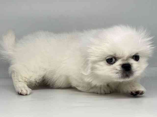 徳島県のペキニーズ (ひごペットフレンドリーゆめタウン徳島店/2025年12月21日生まれ/男の子/クリーム)の子犬の3枚目の画像