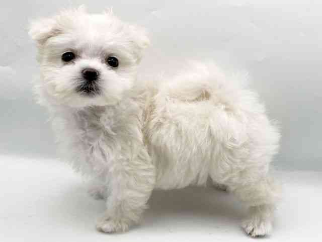 奈良県のポメマル/マルポメ(ポメラニアン×マルチーズ) (ひごペットフレンドリートナリエ大和高田店/2025年12月19日生まれ/女の子/クリーム)の子犬の3枚目の画像