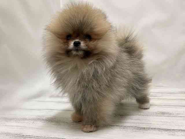 和歌山県のポメラニアン (ひごペットフレンドリーパームシティ和歌山店/2025年12月5日生まれ/男の子/ウルフセーブル)の子犬の3枚目の画像