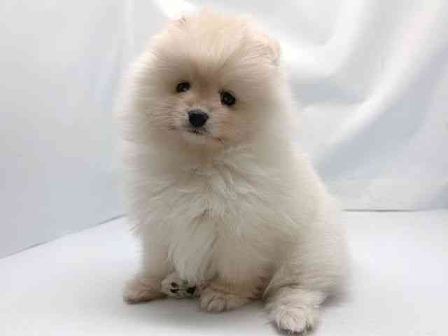 京都府のポメラニアン (ひごペットフレンドリー洛北阪急スクエア店/2025年12月20日生まれ/女の子/クリーム)の子犬の3枚目の画像