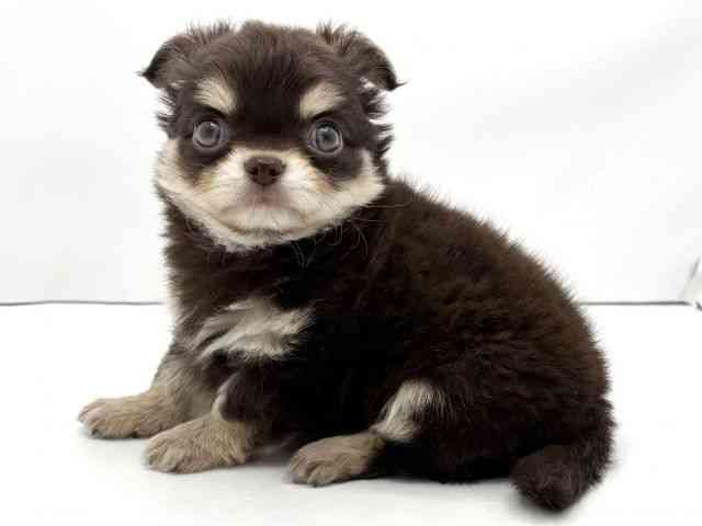 兵庫県のチワワ(ロング) (ひごペットフレンドリークラウンパーク伊丹店/2025年12月21日生まれ/男の子/チョコレートクリーム)の子犬の3枚目の画像