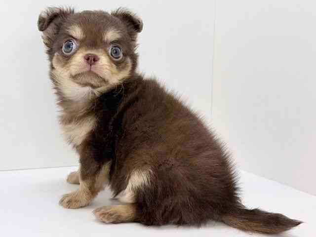 大阪府のチワワ(ロング) (ひごペットフレンドリーいこらもーる泉佐野店/2025年12月21日生まれ/男の子/チョコレートクリーム)の子犬の3枚目の画像