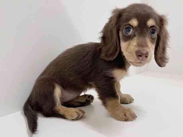 奈良県のミニチュアダックスフンド(ロング) (ひごペットフレンドリーイオンモール橿原ウエスト・ビレッジ店/2025年12月20日生まれ/女の子/チョコレートタン)の子犬の3枚目の画像