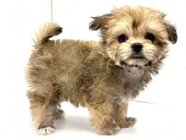 大阪府のチワマル/マルチワ(チワワ×マルチーズ) (ひごペットフレンドリーイオンタウン茨木太田店/2025年12月21日生まれ/女の子/レッド)の子犬の3枚目の画像