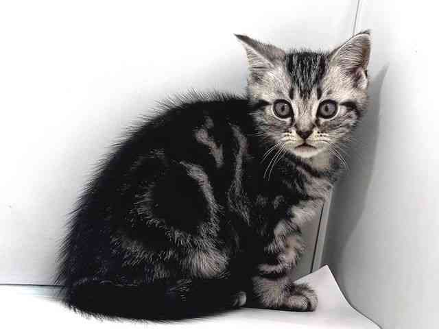 奈良県のアメリカンショートヘアー (ひごペットフレンドリー奈良パワーシティ店/2025年12月22日生まれ/男の子/シルバータビー)の子猫の3枚目の画像