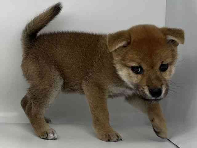 徳島県の柴犬(標準サイズ) (ひごペットフレンドリーゆめタウン徳島店/2025年12月22日生まれ/女の子/赤)の子犬の3枚目の画像