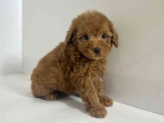 大阪府のトイプードル(トイ) (ひごペットフレンドリーアクロスプラザ住之江店/2025年12月21日生まれ/女の子/レッド)の子犬の3枚目の画像