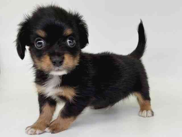 大阪府のチワックス(チワワ×ダックス) (ひごペットフレンドリー瓜破店/2025年12月21日生まれ/男の子/ブラックタンホワイト)の子犬の3枚目の画像