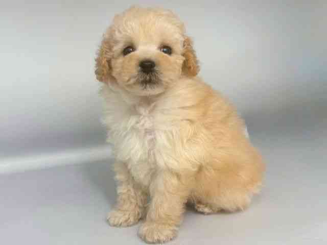 大阪府のトイプードル(トイ) (ひごペットフレンドリー岸和田店/2025年12月20日生まれ/男の子/アプリコット)の子犬の3枚目の画像