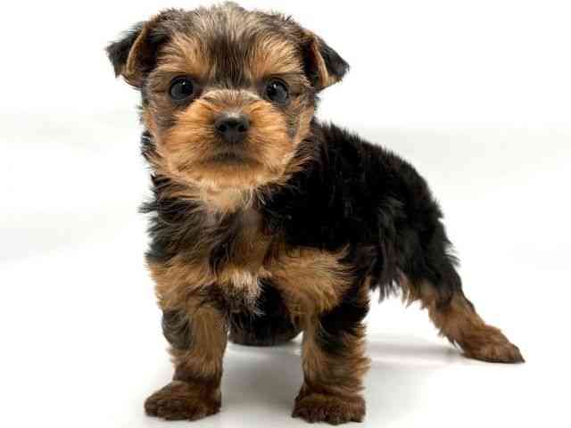 大阪府のヨークシャーテリア (ひごペットフレンドリー東淀川店/2025年12月21日生まれ/男の子/スチールブルータン)の子犬の3枚目の画像