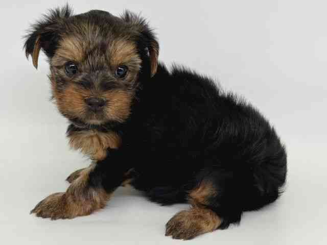 大阪府のヨークシャーテリア (ひごペットフレンドリー瓜破店/2025年12月21日生まれ/男の子/スチールブルータン)の子犬の3枚目の画像