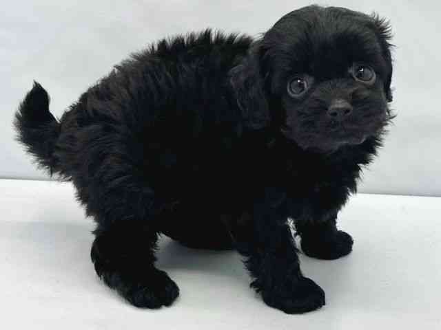 大阪府のチワプー/プーチー(チワワ×プードル) (ひごペットフレンドリーイトーヨーカドー津久野店/2025年12月20日生まれ/女の子/ブラック)の子犬の3枚目の画像