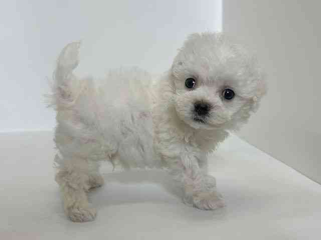 大阪府のビションフリーゼ (ひごペットフレンドリーアクロスプラザ住之江店/2025年12月19日生まれ/男の子/ホワイト)の子犬の3枚目の画像