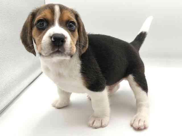 京都府のビーグル (ひごペットフレンドリーイオンモール高の原店/2025年12月21日生まれ/男の子/ブラックタンホワイト)の子犬の3枚目の画像