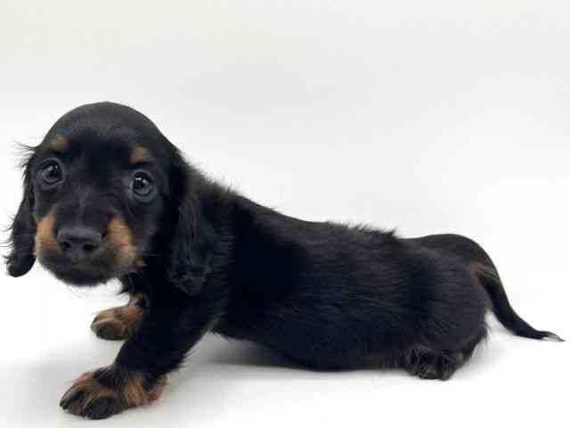 京都府のミニチュアダックスフンド(ロング) (ひごペットフレンドリーイオンモール高の原店/2025年12月21日生まれ/男の子/ブラックタン)の子犬の3枚目の画像