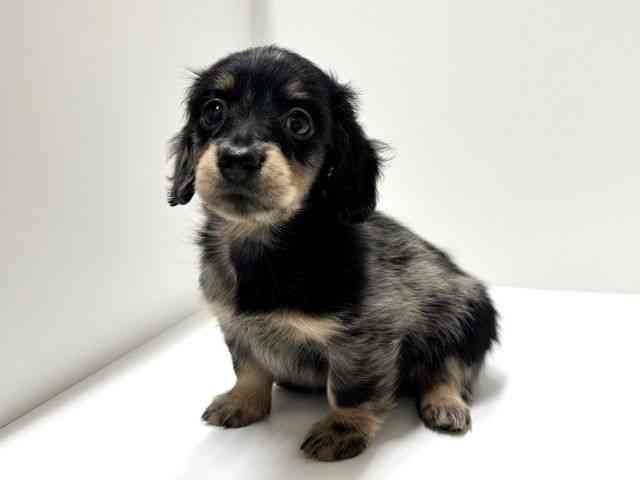 愛知県のミニチュアダックスフンド(ロング) (ひごペットフレンドリーららぽーと名古屋みなとアクルス店/2025年12月21日生まれ/女の子/シルバーダップル)の子犬の3枚目の画像