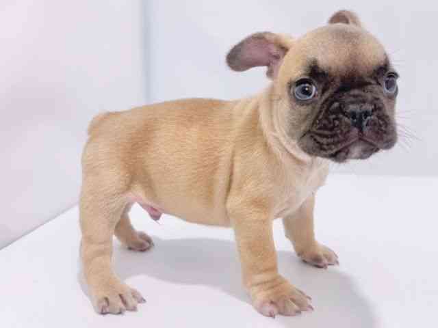大阪府のフレンチブルドッグ (ひごペットフレンドリーイズミヤショッピングセンター千里丘店/2025年12月21日生まれ/男の子/フォーン)の子犬の3枚目の画像