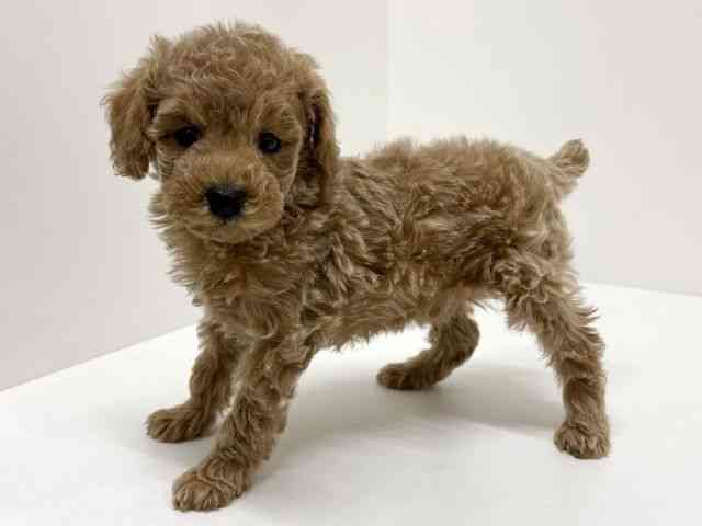 大阪府のトイプードル(トイ) (ひごペットフレンドリーくずはモール店/2025年12月21日生まれ/男の子/アプリコット)の子犬の3枚目の画像